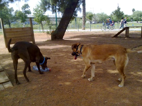 dogs play